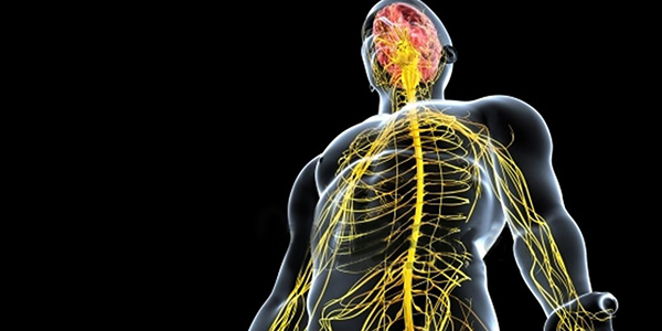 Neurocirugía de Nervios Periféricos y Plexos Nerviosos